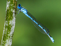 Common Blue Damselfly